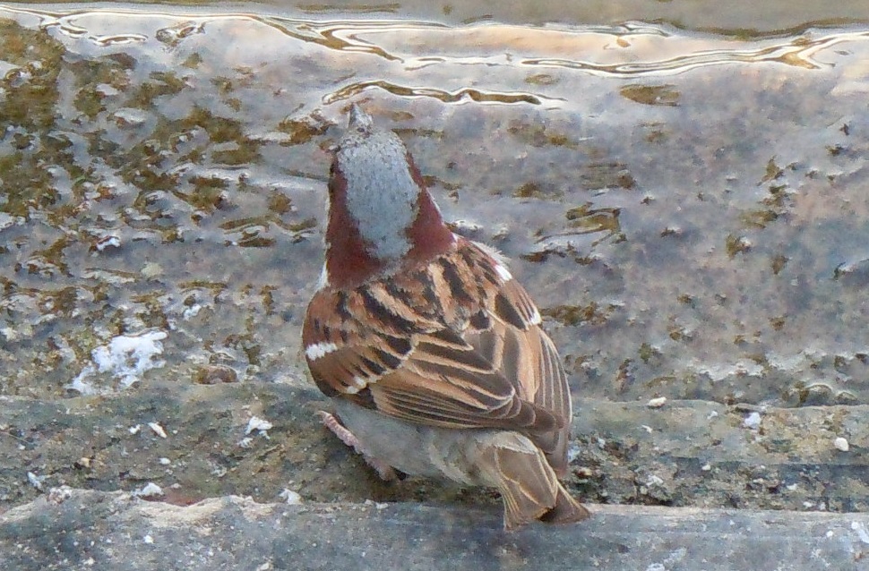 Passero spagnolo